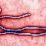 Recrudescence d’Ebola en RDC : près d’une centaine de morts, l’OMS décrète une urgence sanitaire internationale